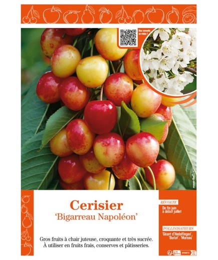 CERISIER BIGARREAU NAPOLÉON