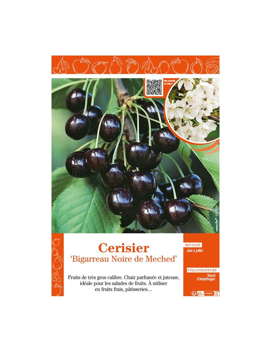 CERISIER BIGARREAU NOIRE DE MECHED