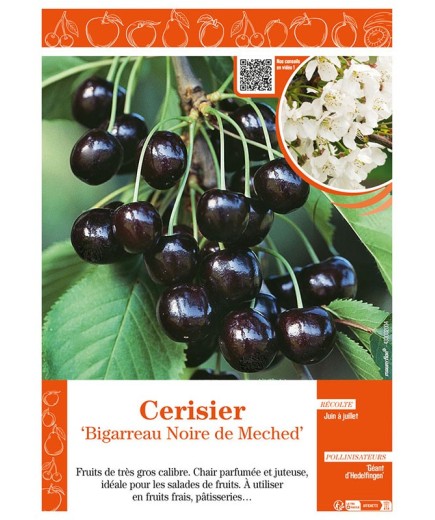 CERISIER BIGARREAU NOIRE DE MECHED