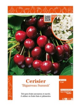 CERISIER BIGARREAU SUMMIT