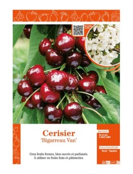 CERISIER BIGARREAU VAN