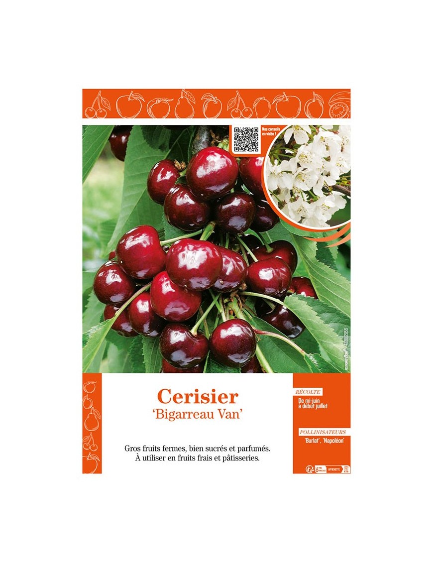 CERISIER BIGARREAU VAN