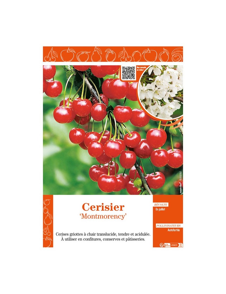 CERISIER MONTMORENCY