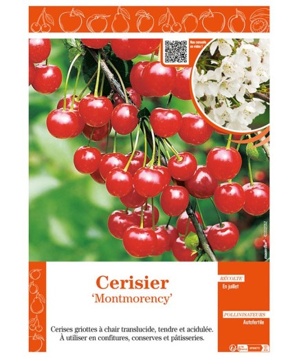 CERISIER MONTMORENCY