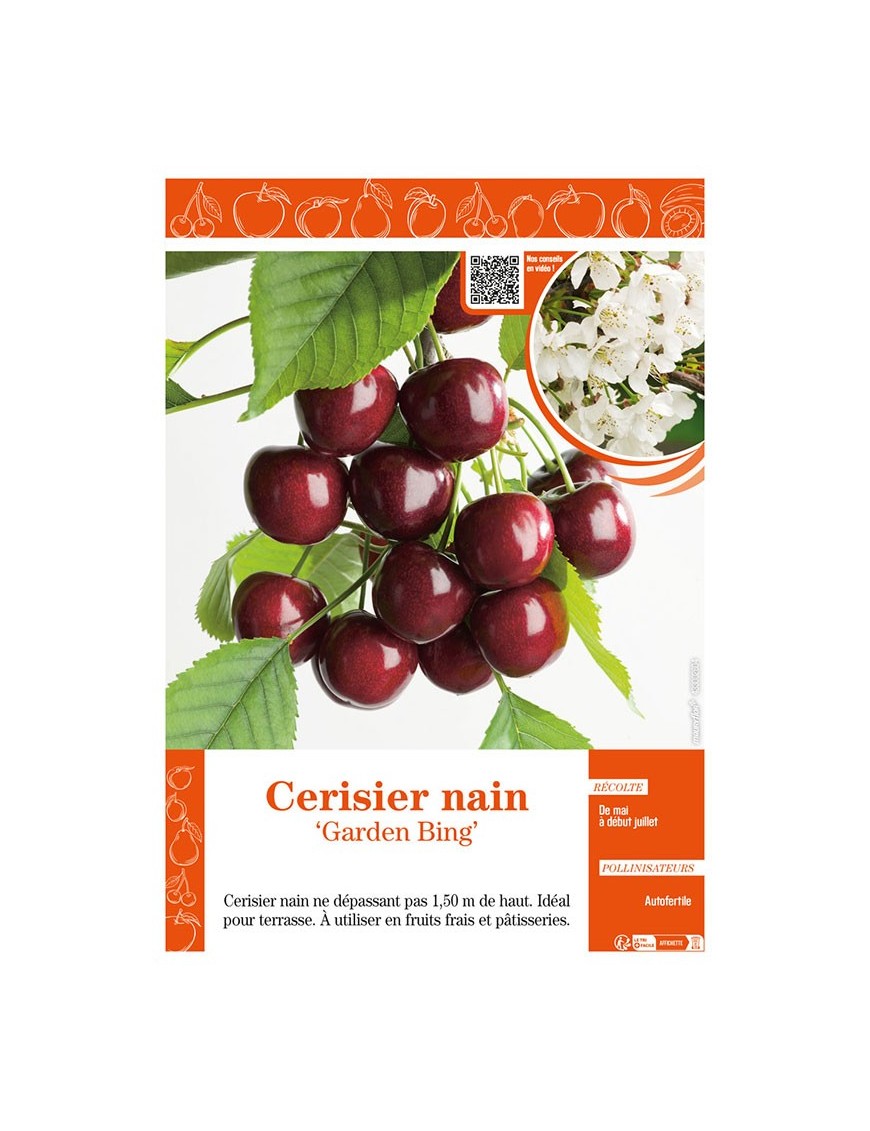 CERISIER NAIN GARDEN BING