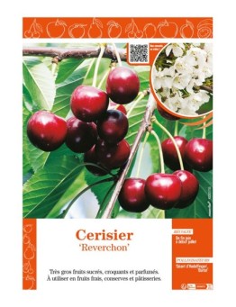 CERISIER REVERCHON