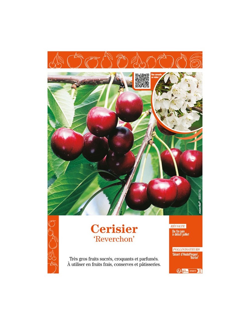 CERISIER REVERCHON