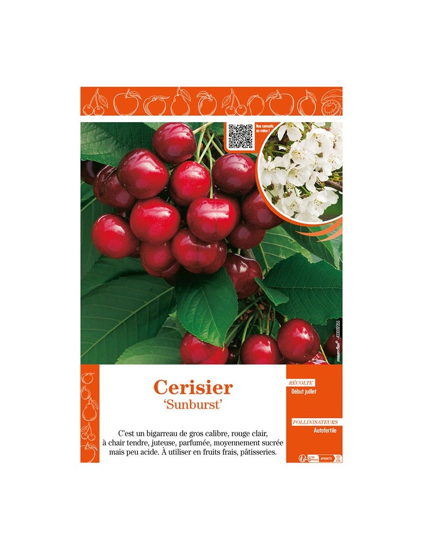 CERISIER SUNBURST
