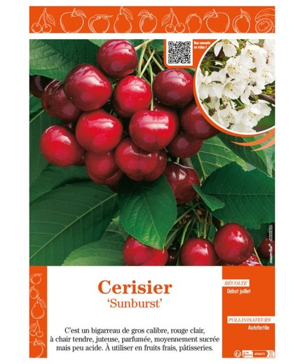 CERISIER SUNBURST