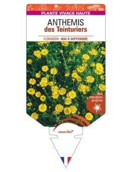 ANTHEMIS tinctoria voir Anthemis des Teinturiers
