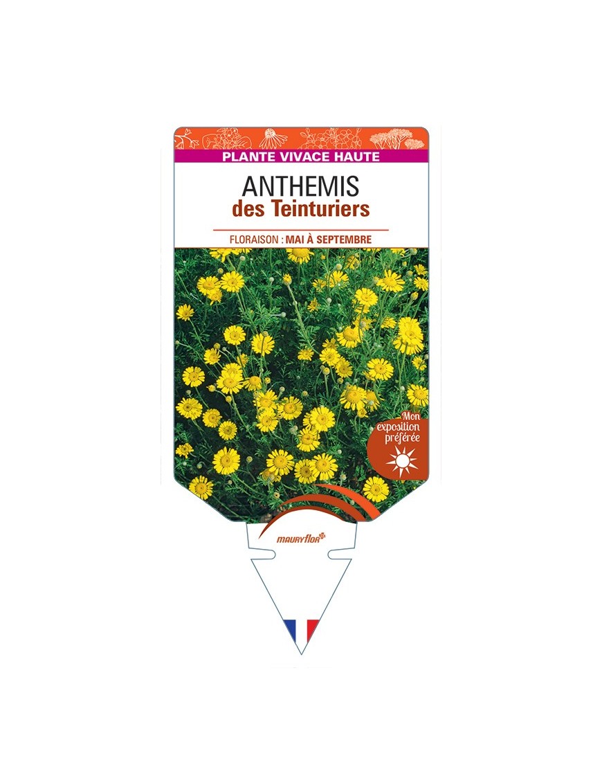 ANTHEMIS tinctoria voir Anthemis des Teinturiers