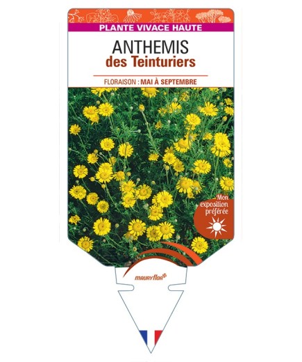 ANTHEMIS tinctoria voir Anthemis des Teinturiers