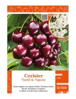 CERISIER TARDIF DE VIGNOLA