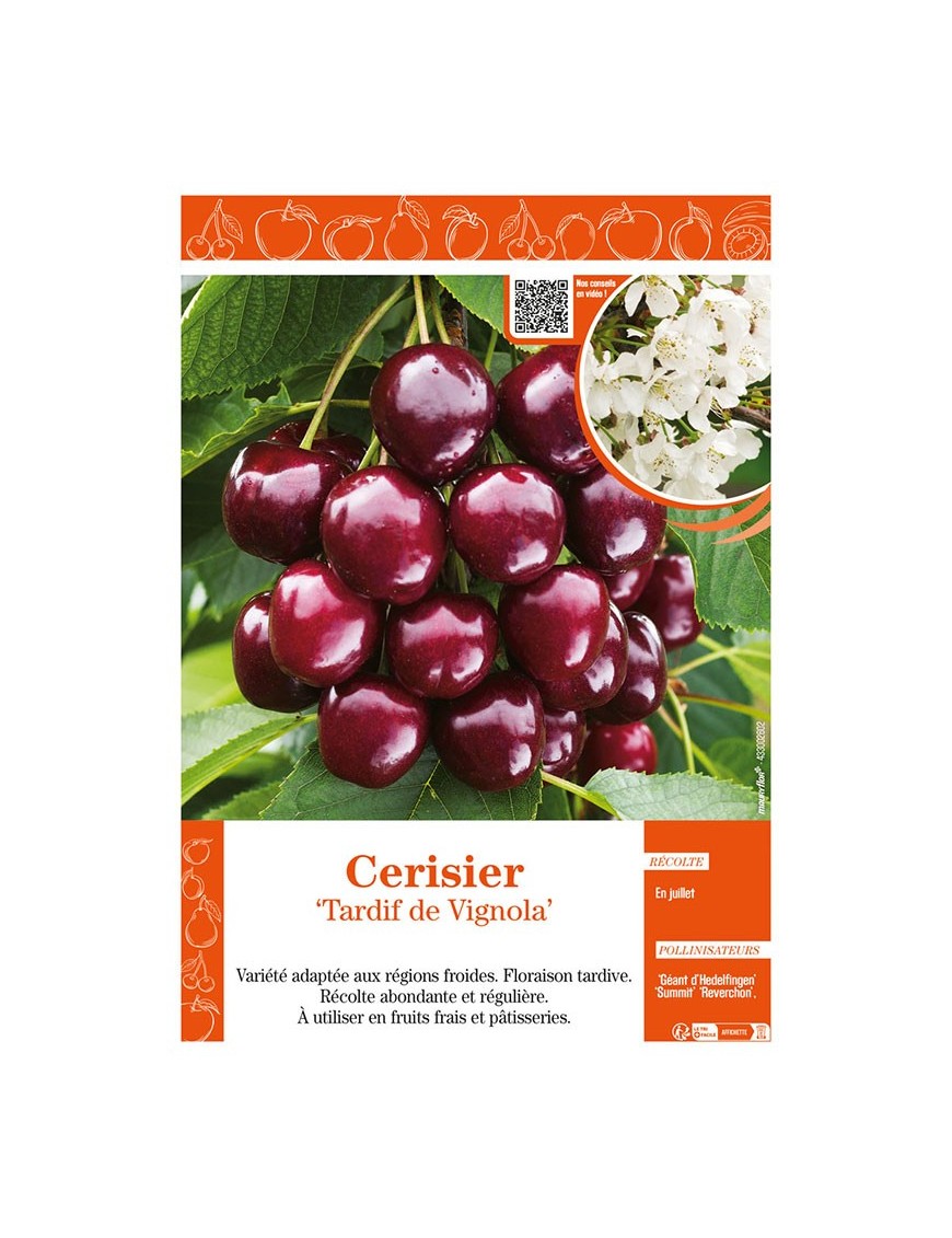 CERISIER TARDIF DE VIGNOLA