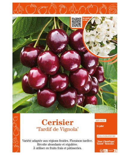 CERISIER TARDIF DE VIGNOLA
