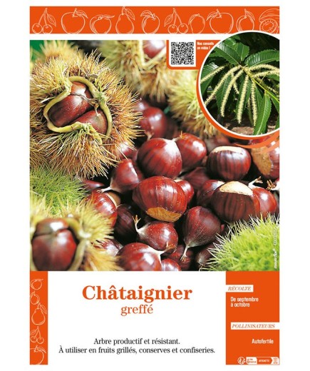 CHÂTAIGNIER GREFFÉ