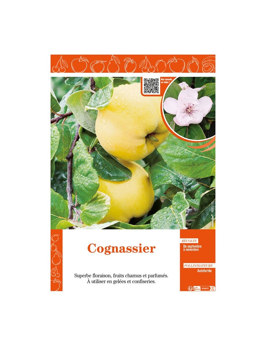COGNASSIER