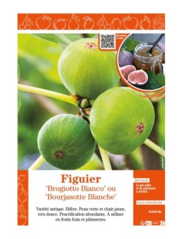 FIGUIER BROGIOTTO BIANCO OU BOURJASOTTE BLANCHE