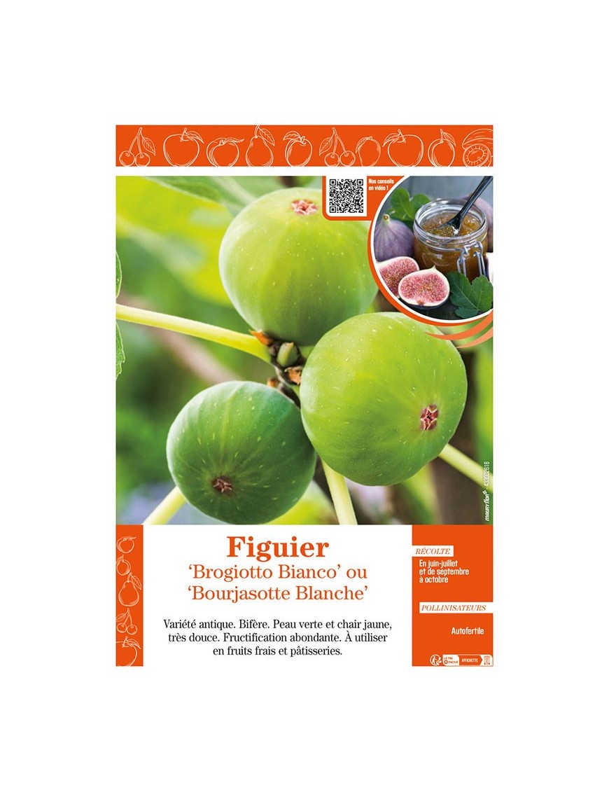 FIGUIER BROGIOTTO BIANCO OU BOURJASOTTE BLANCHE