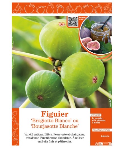 FIGUIER BROGIOTTO BIANCO OU BOURJASOTTE BLANCHE