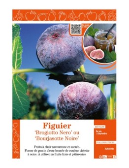 FIGUIER BROGIOTTO NERO OU BOURJASOTTE NOIRE