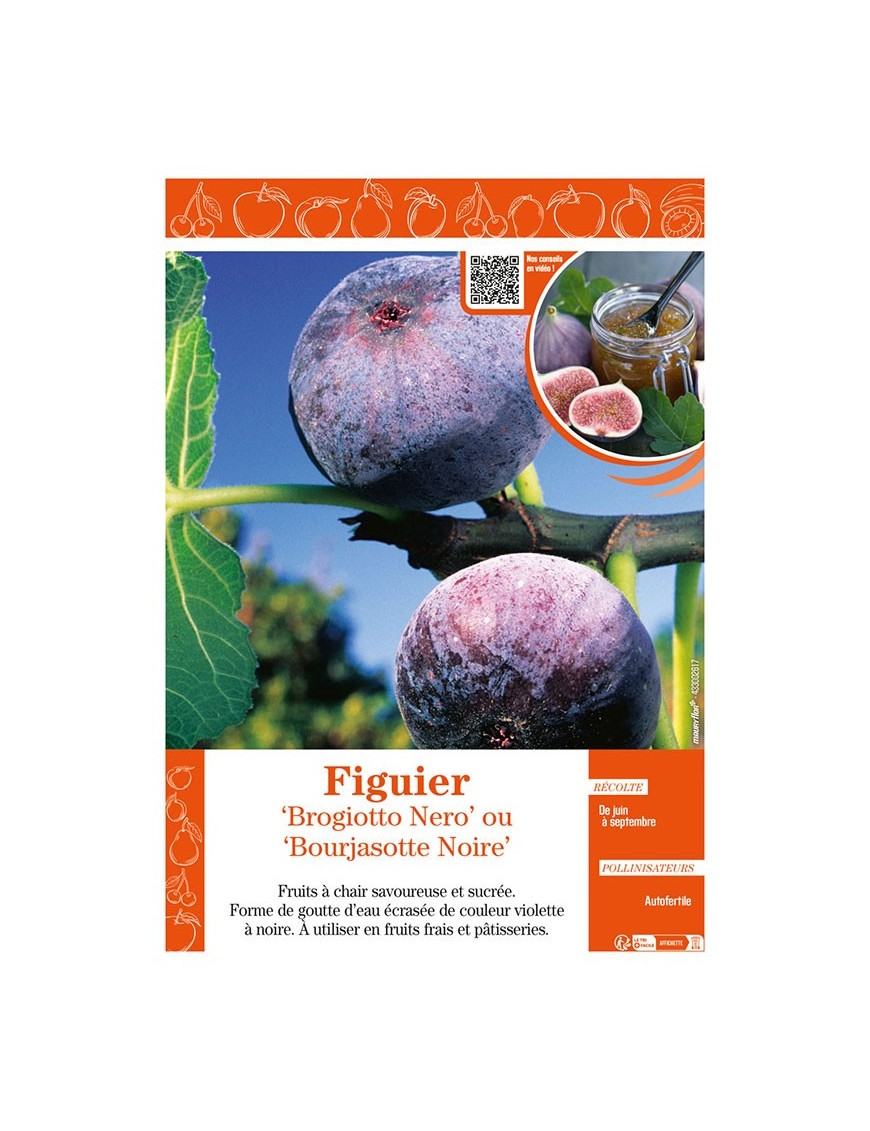 FIGUIER BROGIOTTO NERO OU BOURJASOTTE NOIRE
