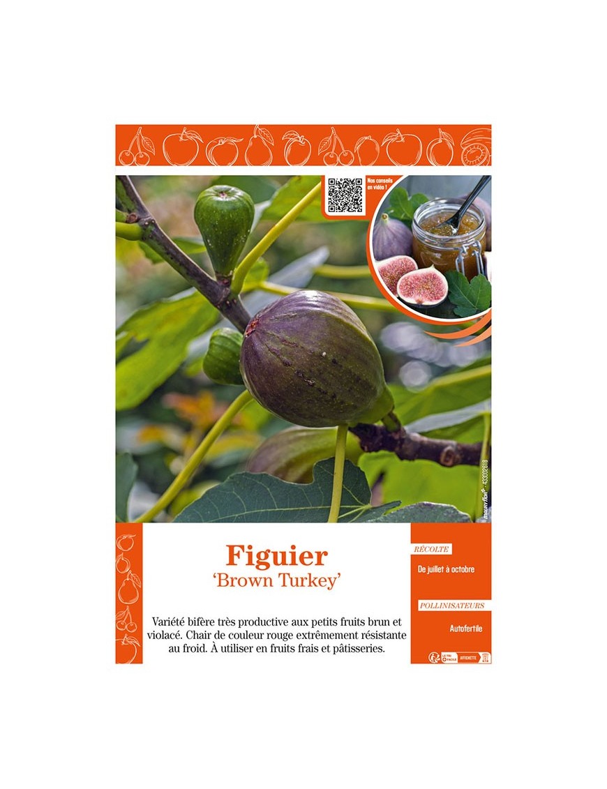 FIGUIER BROWN TURKEY