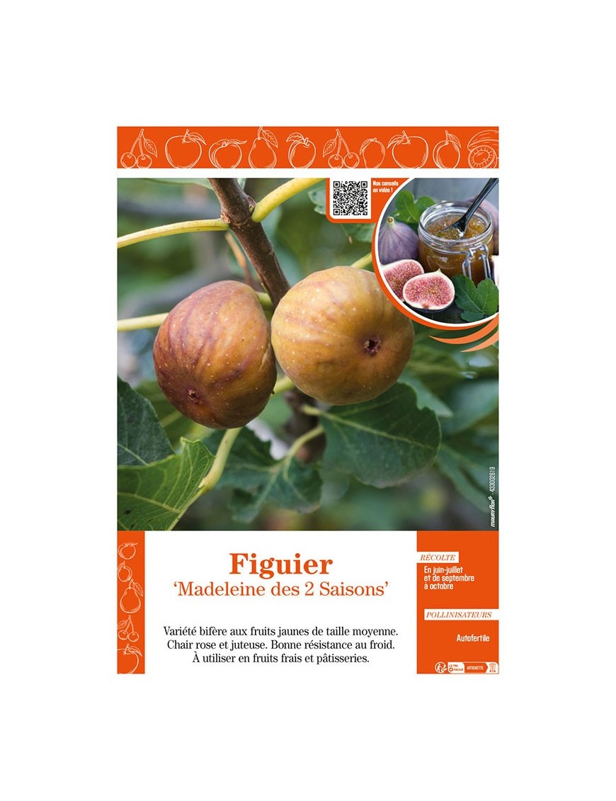 FIGUIER MADELEINE DES 2 SAISONS