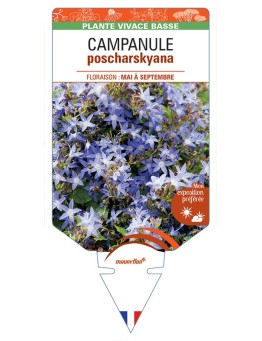 CAMPANULE POSCHARSKYANA (bleu) *