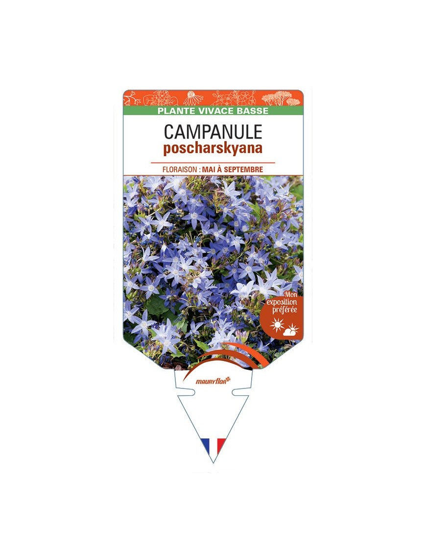 CAMPANULE POSCHARSKYANA (bleu) *