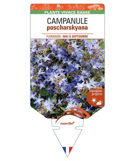 CAMPANULE POSCHARSKYANA (bleu) *