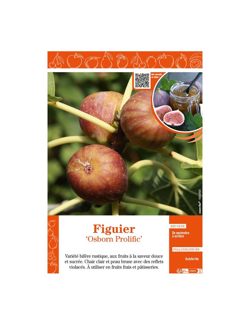 FIGUIER OSBORN PROLIFIC