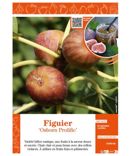 FIGUIER OSBORN PROLIFIC