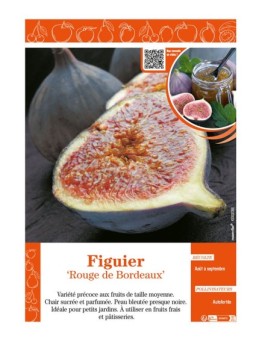 FIGUIER ROUGE DE BORDEAUX