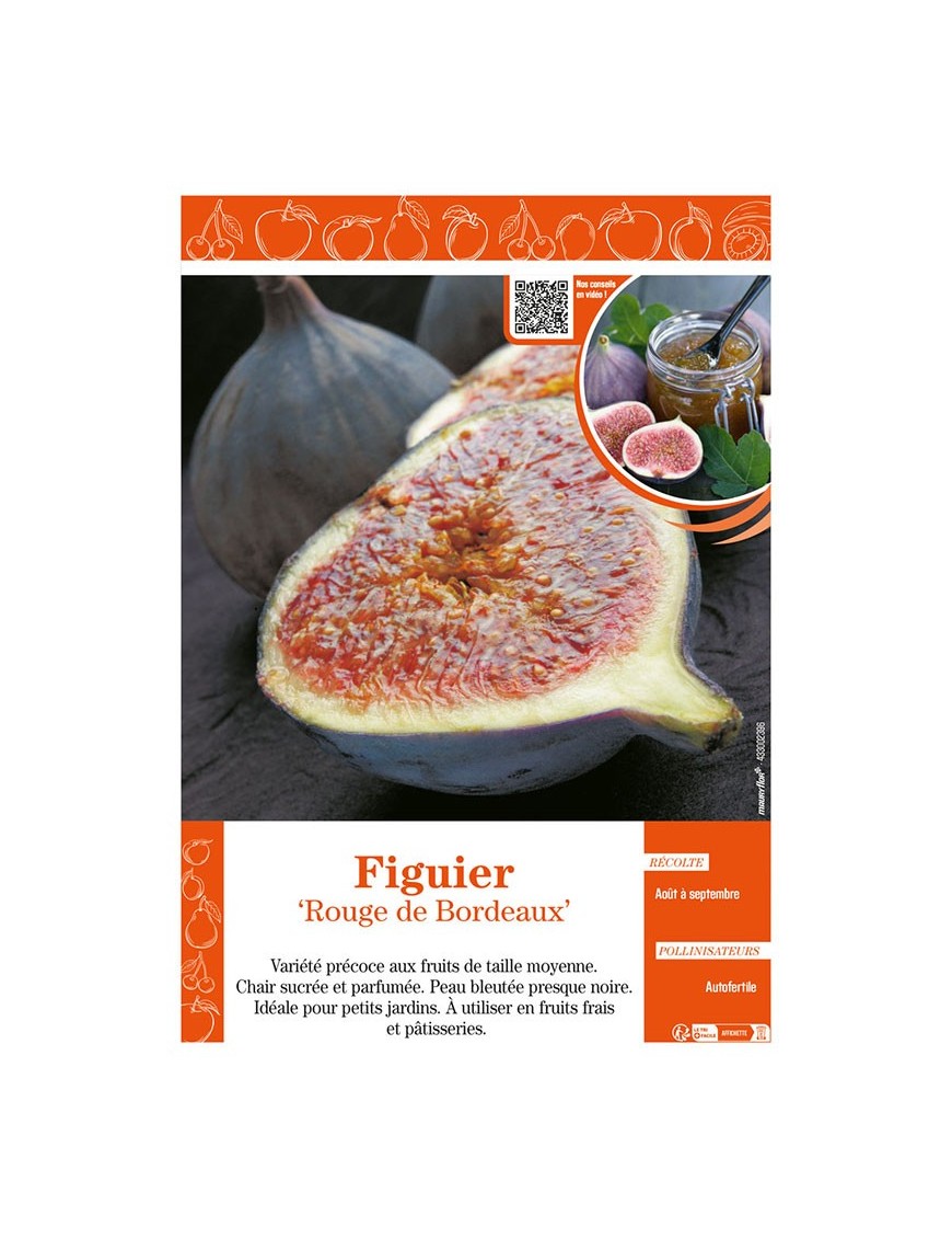 FIGUIER ROUGE DE BORDEAUX