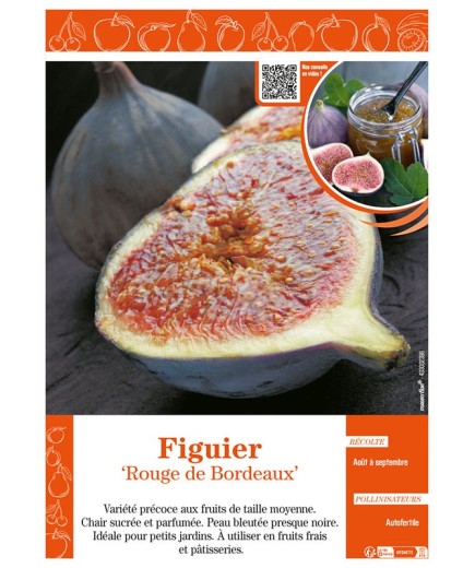 FIGUIER ROUGE DE BORDEAUX