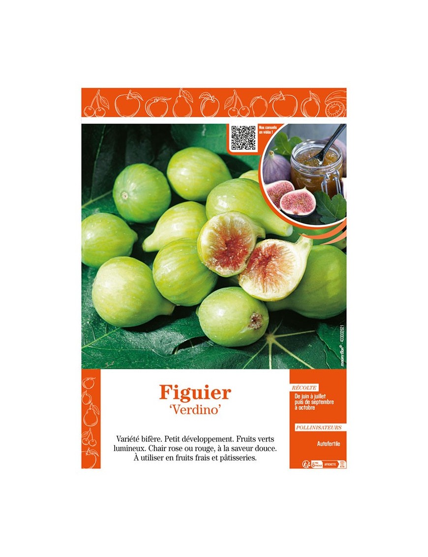 FIGUIER VERDINO