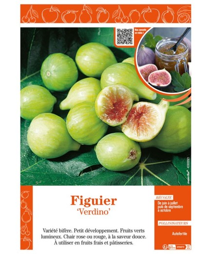 FIGUIER VERDINO