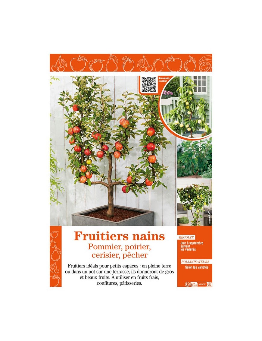 FRUITIERS NAINS - Pommier, poirier, cerisier, pêcher