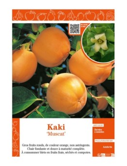 KAKI MUSCAT