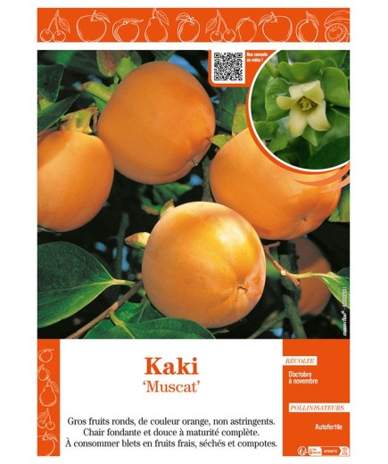 KAKI MUSCAT