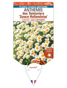 ANTHEMIS x hybrida Sauce Hollandaise voir Anthemis des Teinturiers