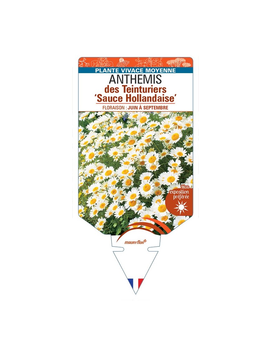 ANTHEMIS x hybrida Sauce Hollandaise voir Anthemis des Teinturiers
