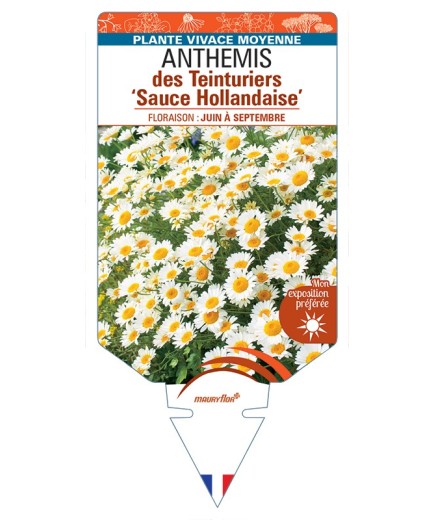 ANTHEMIS x hybrida Sauce Hollandaise voir Anthemis des Teinturiers