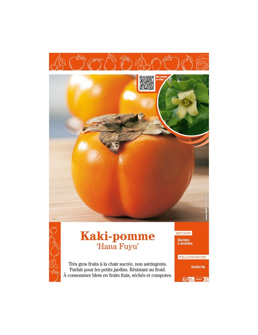 KAKI-POMME HANA FUYU