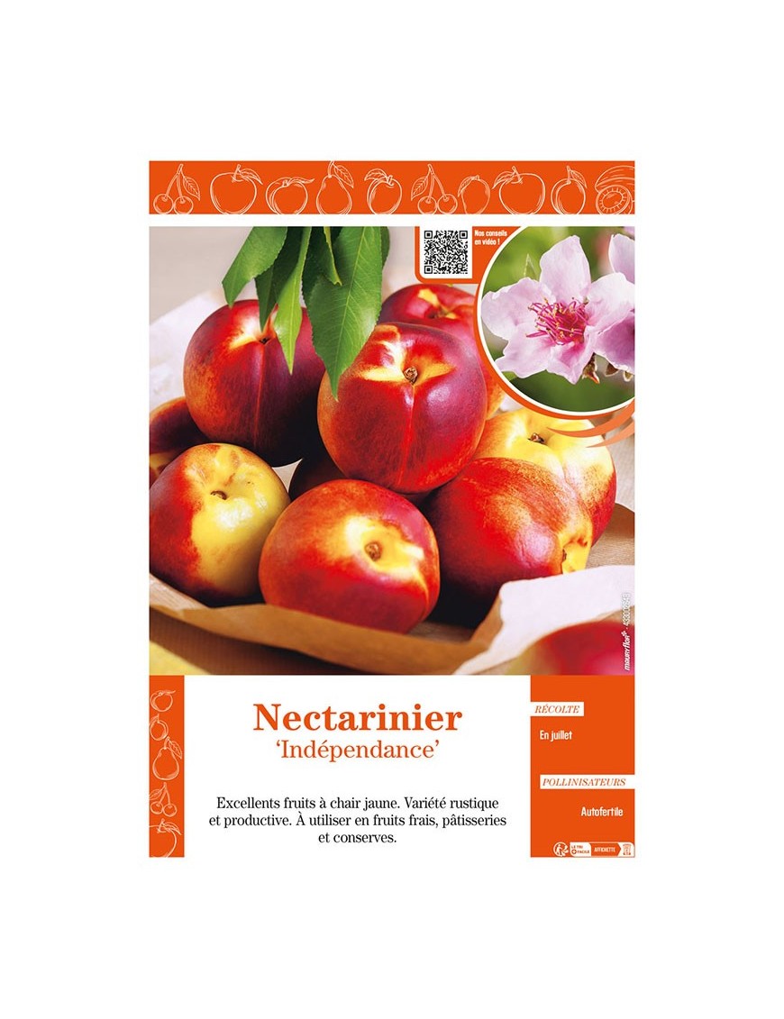 NECTARINIER INDÉPENDANCE