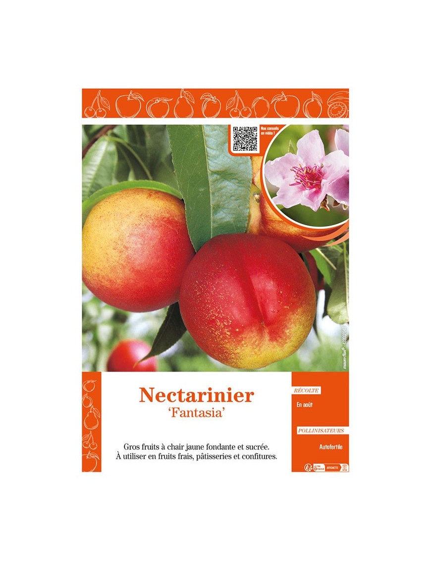 NECTARINIER FANTASIA