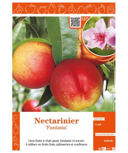 NECTARINIER FANTASIA