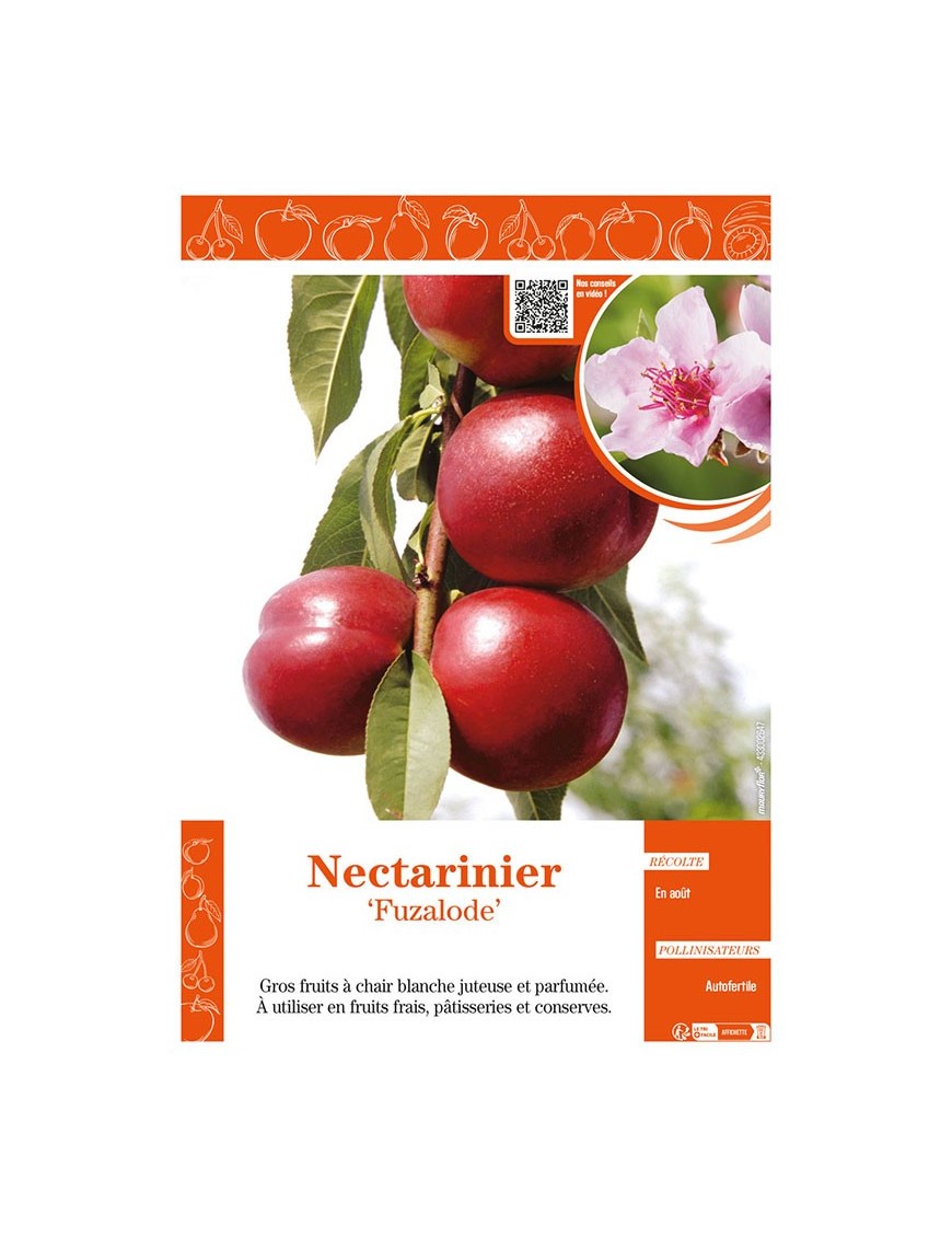 NECTARINIER FUZALODE