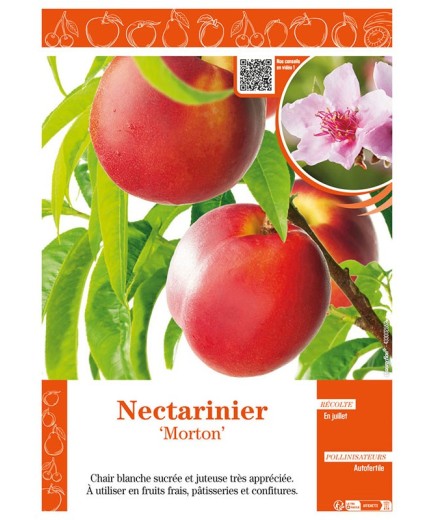 NECTARINIER MORTON